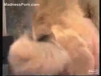 Brown-haired slender cutie receives wildly drilled by her yielding pet
